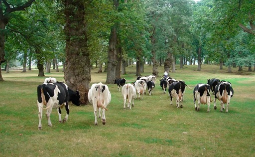 Ganaderos firman contratos con rebajas de hasta 9 céntimos