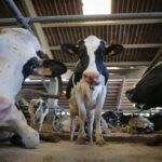 Ganaderos piden que Europa active medidas urgentes ante la bajada del precio de la leche