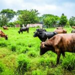La producción de leche, eje dominante de la ganadería en El Salvador