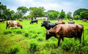 La producción de leche, eje dominante de la ganadería en El Salvador