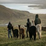 Leche de llama el nicho que empieza a captar interés global