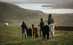 Leche de llama el nicho que empieza a captar interés global
