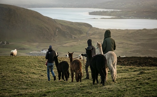 Leche de llama el nicho que empieza a captar interés global