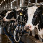 Lechería argentina el consumo no alcanza y exportar ya no es opción