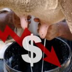 Lechería en riesgo el productor tiende a desaparecer