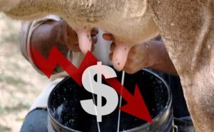 Lechería en riesgo el productor tiende a desaparecer