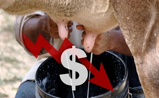 Lechería en riesgo el productor tiende a desaparecer