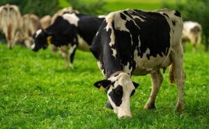 Mercado Lácteo Global Oceanía, Unión Europea y Sudamérica