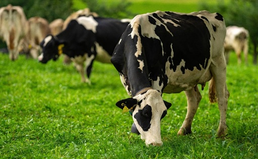 Mercado Lácteo Global Oceanía, Unión Europea y Sudamérica