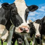 Mercado lácteo en EE. UU.: Los precios se recuperan impulsados por una demanda sólida 2 Mercado lácteo en EE. UU. Los precios se recuperan impulsados por una demanda sólida