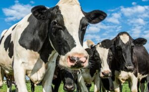 Mercado lácteo en EE. UU. Los precios se recuperan impulsados por una demanda sólida