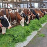 Países Bajos Compensación de US$ 1.847 por vaca