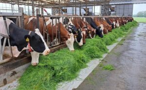 Países Bajos Compensación de US$ 1.847 por vaca