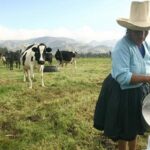 Perú Cajamarca se consolida como potencia láctea