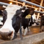 Por qué los productores de leche argentinos cobran los precios más bajos del mundo