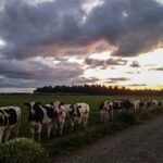 Precio real al productor registra baja de 2,7% al cierre de febrero