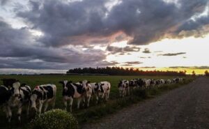 Precio real al productor registra baja de 2,7% al cierre de febrero