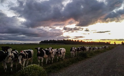 Precio real al productor registra baja de 2,7% al cierre de febrero