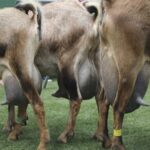 Producción de leche de cabra cae un 13,6% 1 Producción de leche de cabra cae un 13,6%