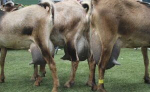 Producción de leche de cabra cae un 13,6%