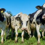 Producción láctea en Chile: Recepción nacional crece 3,6% al mes de febrero 1 Producción láctea en Chile Recepción nacional crece 3,6% al mes de febrero