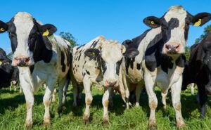 Producción láctea en Chile Recepción nacional crece 3,6% al mes de febrero