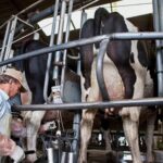 Productores analizan producir menos leche para sostener precios