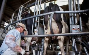 Productores analizan producir menos leche para sostener precios