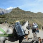 TLC y precios hunden a miles de productores de leche en Colombia