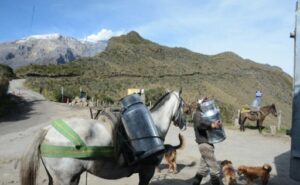 TLC y precios hunden a miles de productores de leche en Colombia