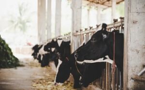 África se consolida como mercado clave exportaciones lácteas crecen un 55%
