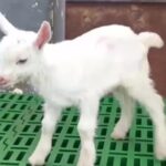 China Obtienen la primera clonación masiva en serie de cabras