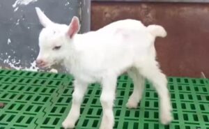 China Obtienen la primera clonación masiva en serie de cabras