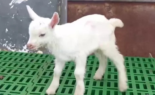 China Obtienen la primera clonación masiva en serie de cabras