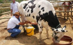 Crisis en Bolivia El sector lechero se contrae un 30% ante la escalada de costos