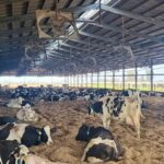 De la vaca al helado el modelo que integra la leche y captura valor