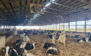 De la vaca al helado el modelo que integra la leche y captura valor