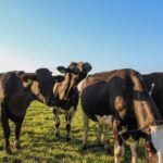 El precio real al productor de leche en Chile cae 2,1% en el primer trimestre 1 El precio real al productor de leche en Chile cae 2,1% en el primer trimestre