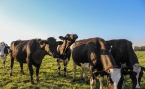 El precio real al productor de leche en Chile cae 2,1% en el primer trimestre