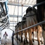 Evolución de la lechería argentina Mayor escala y eficiencia en 2026