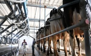 Evolución de la lechería argentina Mayor escala y eficiencia en 2026