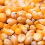 La lechería destaca el valor agregado del maíz, pero reclama más competitividad 2 La lechería destaca el valor agregado del maíz, pero reclama más competitividad