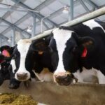 La lechería latinoamericana avanza hacia una agenda común de sostenibilidad