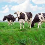 La recepción de leche cruda en Chile crece 4,5% en el primer trimestre 2 La recepción de leche cruda en Chile crece 4,5% en el primer trimestre