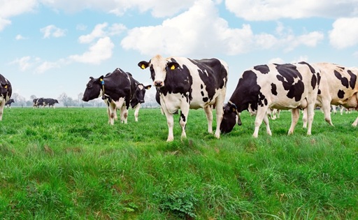 La recepción de leche cruda en Chile crece 4,5% en el primer trimestre