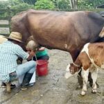 Nicaragua alcanza los 113.5 millones de galones de leche al primer cuatrimestre de 2026