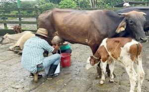 Nicaragua alcanza los 113.5 millones de galones de leche al primer cuatrimestre de 2026