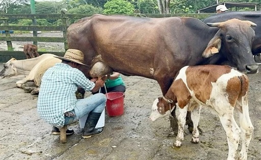 Nicaragua alcanza los 113.5 millones de galones de leche al primer cuatrimestre de 2026