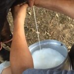 Panamá registra una baja en la producción de leche y crece la preocupación del sector