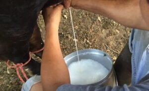 Panamá registra una baja en la producción de leche y crece la preocupación del sector